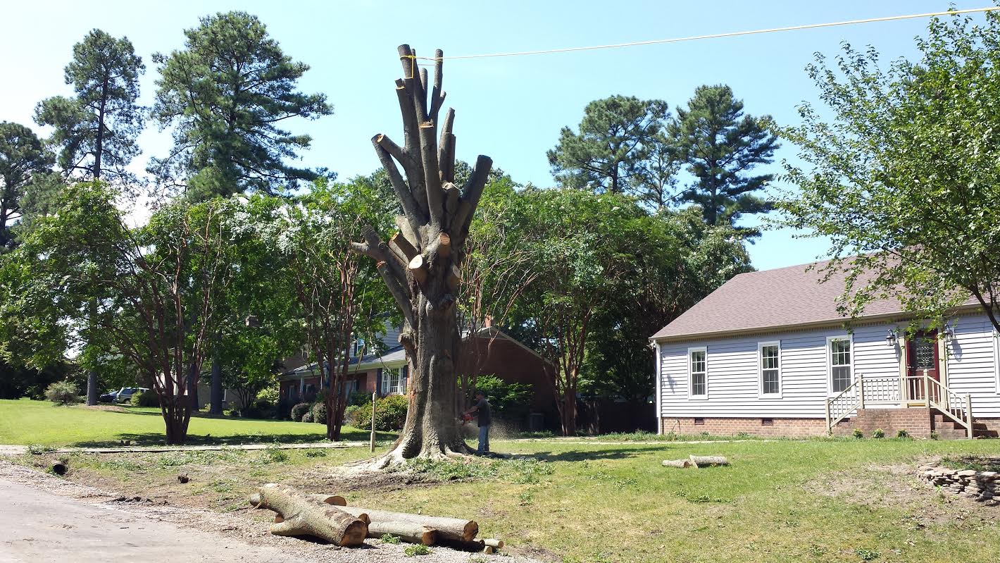Tree Removal in Richmond VA