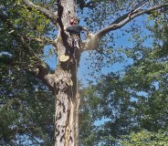 Removal of Tree Struck by Lightening