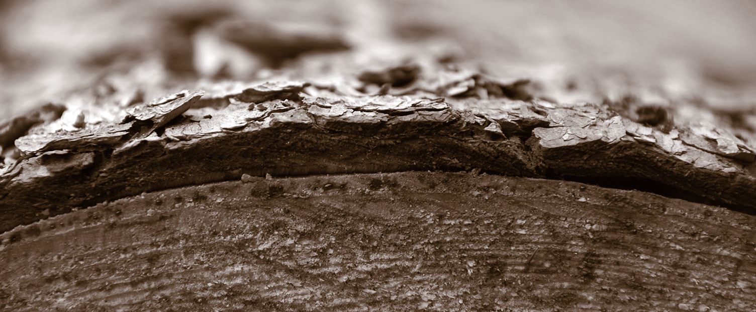 image of tree bark on land clearing services page of spinner construction in chester, virginia
